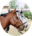 Sundown Lodge Equestrian - Horse Riding Lessons image 1
