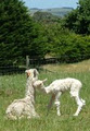 Tara Hill Alpaca Stud image 1