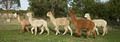 Tathara Alpacas image 4