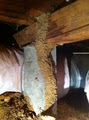 Termite Tactics Pty Ltd image 2