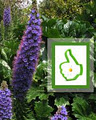 The Green Thumb Gardener logo