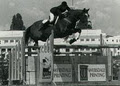 Tracy Stead Equestrian Services image 1