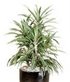 Tropical Plant Rentals image 2