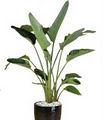 Tropical Plant Rentals image 3
