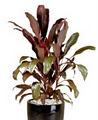 Tropical Plant Rentals image 6