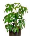 Tropical Plant Rentals image 1