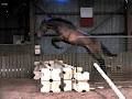 Victorian Showjumping Stables image 3