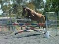 Victorian Showjumping Stables image 5