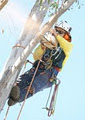 Woody Woodpekers Tree Services image 2