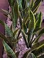 Zants Plants image 1