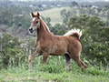 Zuhra Arabian Horses image 2
