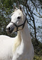 Zuhra Arabian Horses image 3