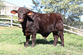 Zuhra Santa Gertrudis Beef Cattle image 2