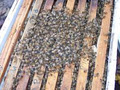 craig pace apiaries image 1