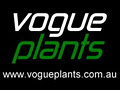 vogue plants image 4