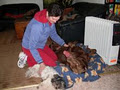 Canine Holistic Touch image 2