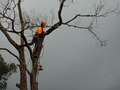 Cut It Right Tree Services image 6