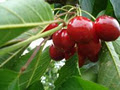 Fleurieu Cherries image 3