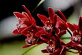 Floyd's Orchid Nursery image 2