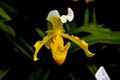 Floyd's Orchid Nursery image 4