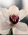 Floyd's Orchid Nursery image 5