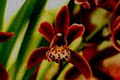 Floyd's Orchid Nursery image 1