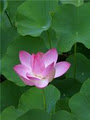 Lotus Oriental Therapies logo