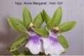 Lyttle Orchid Clones image 2