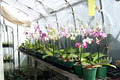 Lyttle Orchid Clones image 3