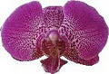 Lyttle Orchid Clones image 4
