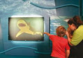 Naturaliste Marine Discovery Centre image 4