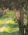 Sandhurst Ridge Winery image 6
