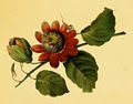 Sassafras Flower Design logo