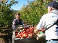 Spring Valley Orchard image 3