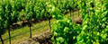 Stanleigh Park Wines Vineyard image 1