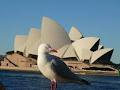 Sydney Opera House image 5