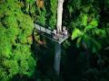Tamborine Rainforest Skywalk image 2