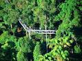 Tamborine Rainforest Skywalk image 3