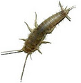 A Green Termite and Pest Control image 2