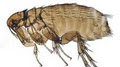 A Green Termite and Pest Control image 4