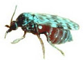 A Green Termite and Pest Control image 5