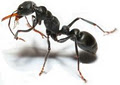 A Green Termite and Pest Control image 1
