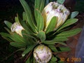 Ausflora Pacific image 2
