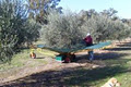 Baroona Park Olives image 2