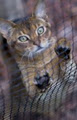 Catmax Cat Enclosures image 2