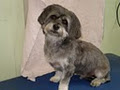 Coats 'n' Tails Dog Grooming image 3