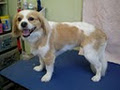 Coats 'n' Tails Dog Grooming image 5