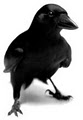 Crow PR logo