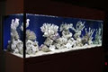 Dalbarb Aquariums image 4