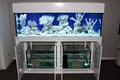 Dalbarb Aquariums image 5